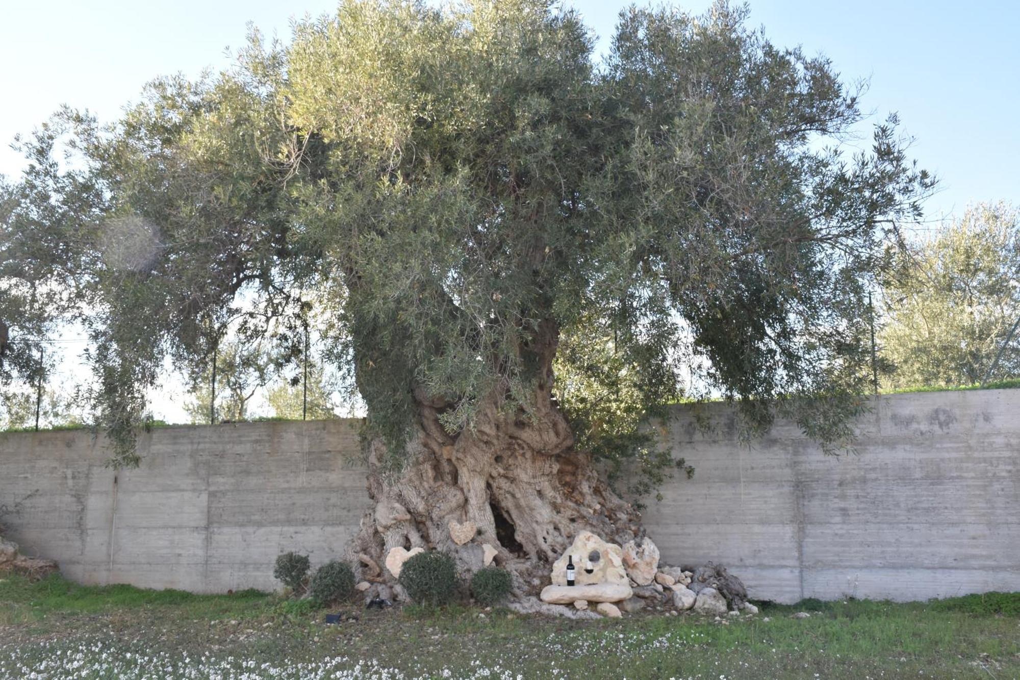 Villa I Secolari Di Giulia Avola Esterno foto